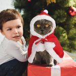 Cat Santa Cape for Christmas