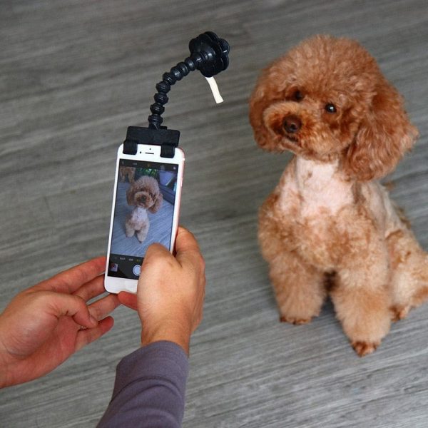 Snapcat Selfie Stick Cat Photography
