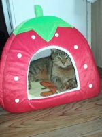 Strawberry Cave Foldable Cat House