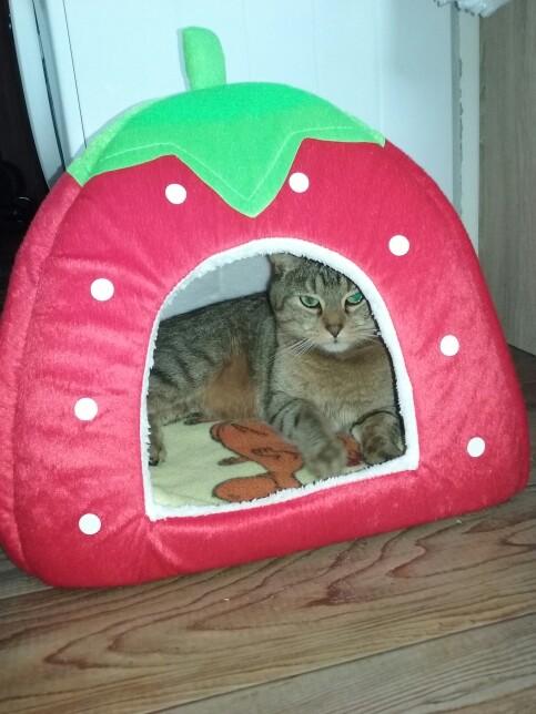 Strawberry Cave Foldable Cat House