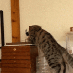 Chirping Bird Toy for Cats