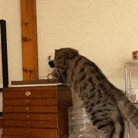 Chirping Bird Toy for Cats