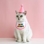Cat Birthday Party Scarf Hat