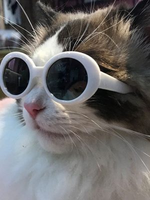 Cool Vintage Glasses for Cats