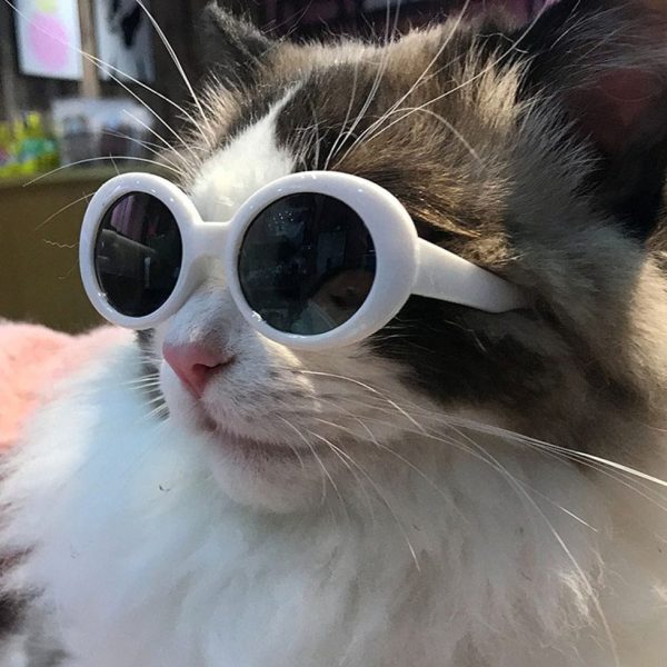 Cool Vintage Glasses for Cats
