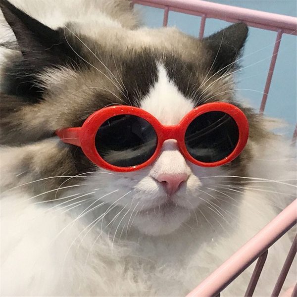 Cool Vintage Glasses for Cats