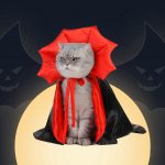 Cat Halloween Dracula Vampire Cape