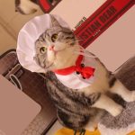 Cute Cat Chef Cap Costume