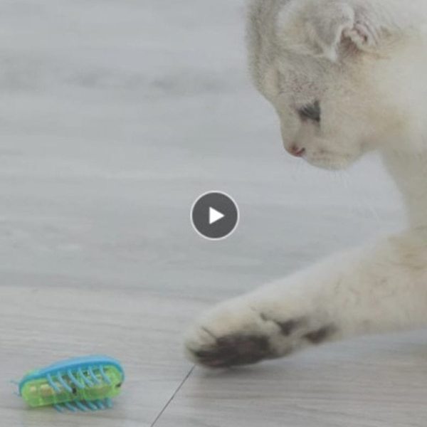 Electric Bug Toy for Cats