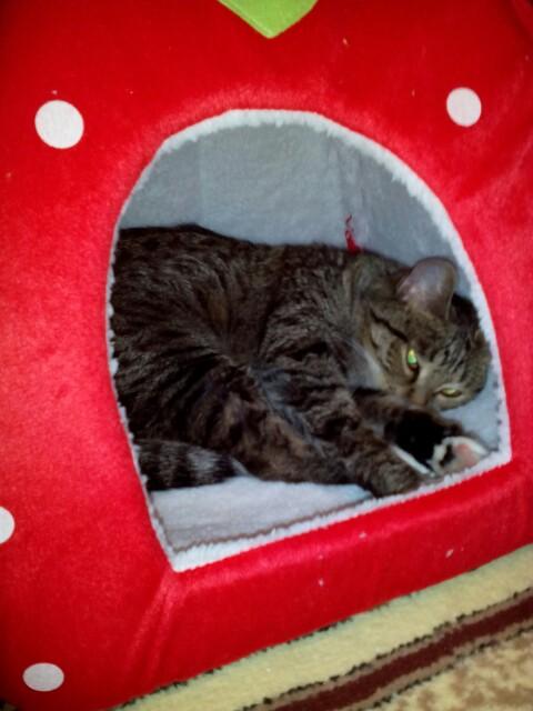 Strawberry Cave Foldable Cat House