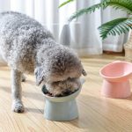 Smooth Elevated Cat Water Bowl